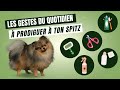  comment prendre soin de son spitz     100 pomeranian