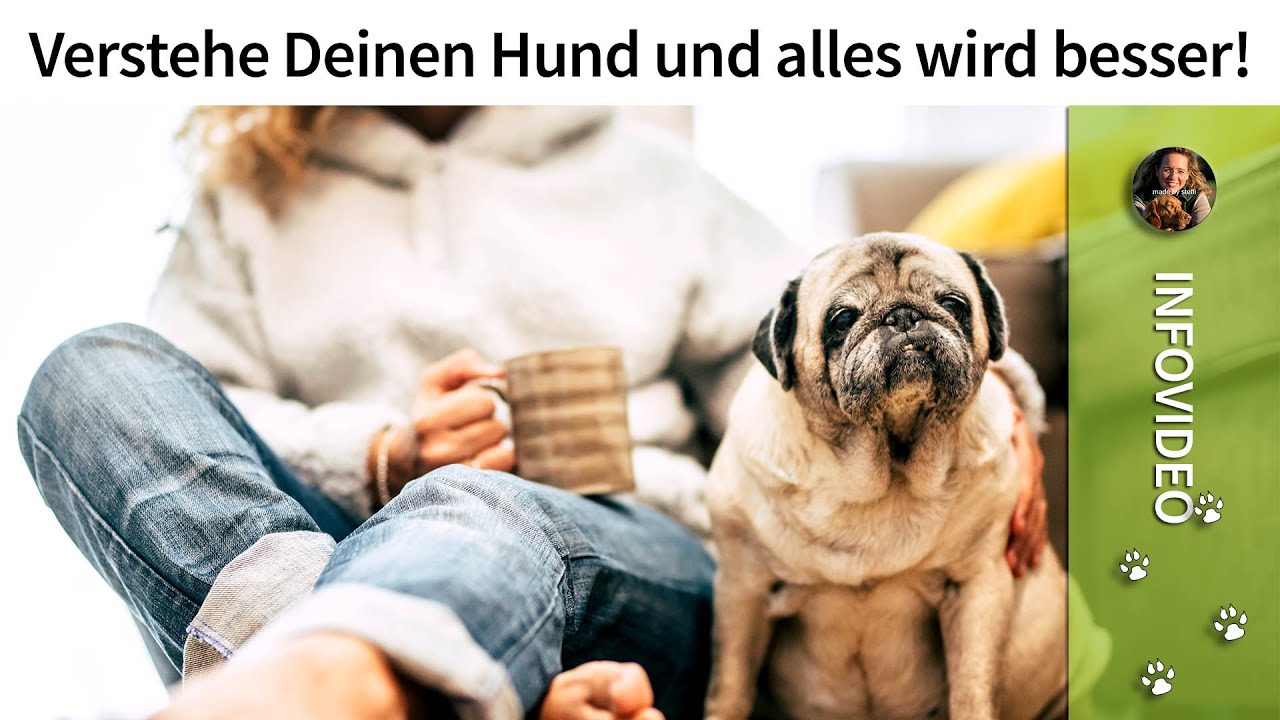 Hunde erziehen ➡️ Verstehe als Mensch Deinen Hund und alles wird besser!✔️