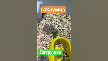 Скоро!!! Можно ли хомякам давать петрушку