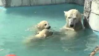 プール教室しろくま親子(5月4日)