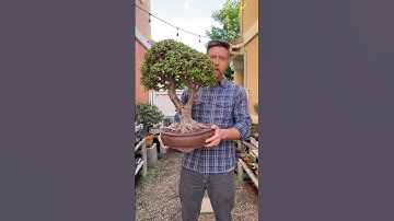 How to grow thick bonsai #bonsai #bonsaitree #portulacariaafra #jadebonsai #howtobonsai #plants