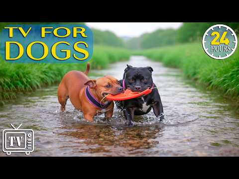 LIVE Dog TV: Calm Dogs Home Alone All Day with Anti-Anxiety Music for Dogs & Fun Videos for Dogs