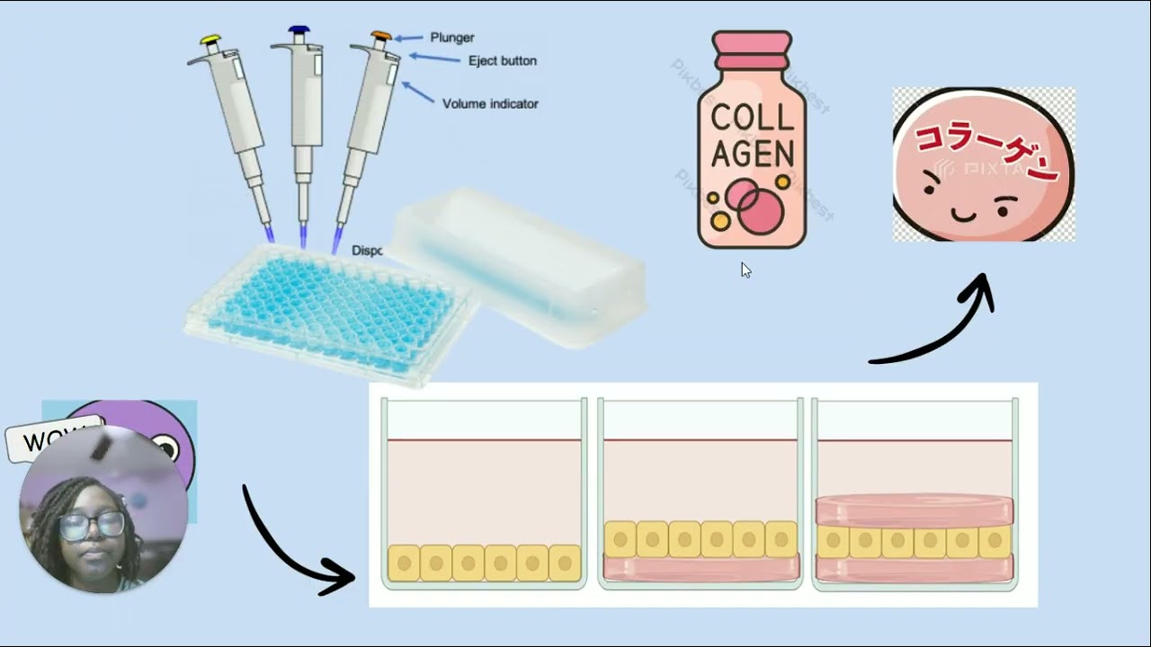 Exploring Hep G2 Cells and Collagen Sandwiches for Liver Research 🧪