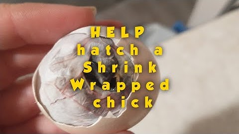 How to Help a Shrink Wrapped Baby Chick Hatch!