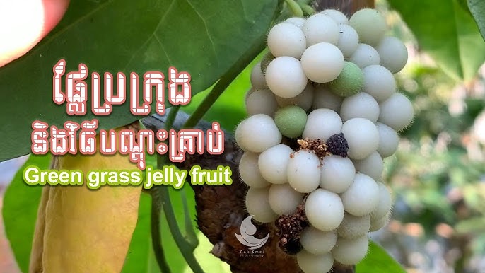 Olga porno surat Silikon kokrak porno