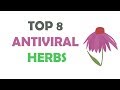 best Antiviral Herbs Herbs To Kill Viruses Must Watch!