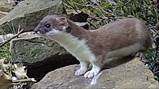 All About Stoats + Meet the New Family in My Garden | Live Q&A | Discover Wildlife | Robert E Fuller