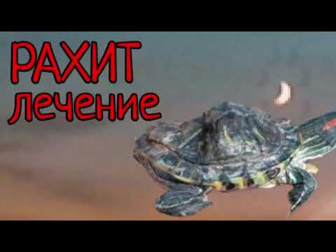 КАК ЛЕЧИТЬ РАХИТ У КРАСНОУХИХ ЧЕРЕПАХ!!!
