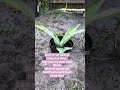 Selling plants has slowed down in 2026. Maybe from war?