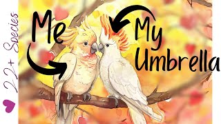 Even Pre-dawn, Umbrella Cockatoo Love 💕 | #parrot_bliss #cockatoo by Parrot Bliss 64 views 11 hours ago 58 seconds