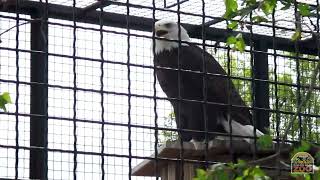 Bald Eagle, Bensar, vocalizing
