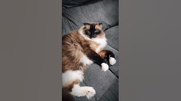 Have you ever seen a RAGDOLL cat before? 😀 #shorts