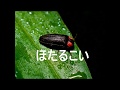 ほたるこい