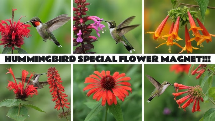 Best Florida Native Plants for Birds: Top Picks to Attract Wildlife 3 Best Florida Native Plants for Birds: Top Picks to Attract Wildlife