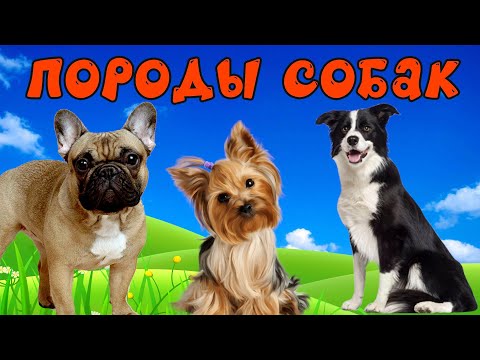 Собаки Для Детей. Учим Породы Собак И Их Звуки - Развивиющее Видео