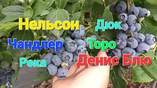 видео: О сортах голубики в 2025 году картинка: О сортах голубики в 2025 году