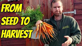 Growing Carrots from Sowing to Harvest