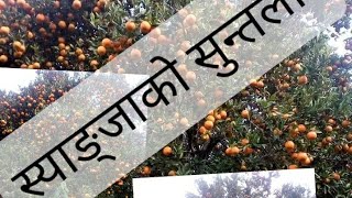 अनुदानका उत्पादनसंग प्रतिस्पर्धा गर्न नसक्दा स्याङ्जाका कृषक सुन्तला खेतीबाट पलायन हुने अवस्थामा