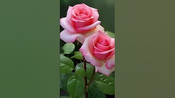 سورة الأعراف للشيخ عبد الباسط عبد الصمد #اكسبلور