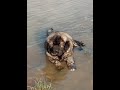 CAUCASIAN SHEPHERD GROWING FROM 2 to 8 MONTHS の動画、YouTube動画。