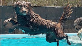 Dock diving and dogs swimming in the pool