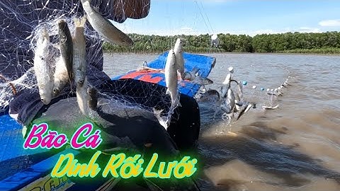 Hai Cha Con Lưới Cá Đối Lần Đầu Gặp Cảnh Này | Gia Đình Cần Giờ .64 |