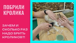 КАК ПОБРИТЬ КРОЛИКА И ЗАЧЕМ