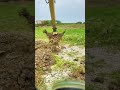 V-Shaped Excavator Bucket in Action! #shorts