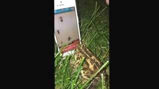 Wild Frog Plays iPhone Ants Smasher :)