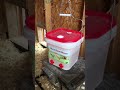 Chicken coop ideas for easy cleanup and low maintenance Chicken coop ideas for easy cleanup and low maintenance