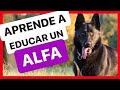 4 PAUTAS BÁSICAS para EDUCAR a un PERRO ALFA 👍 -  FUNCIONA! ✅