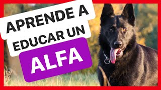 4 PAUTAS BÁSICAS para EDUCAR a un PERRO ALFA    FUNCIONA! ✅