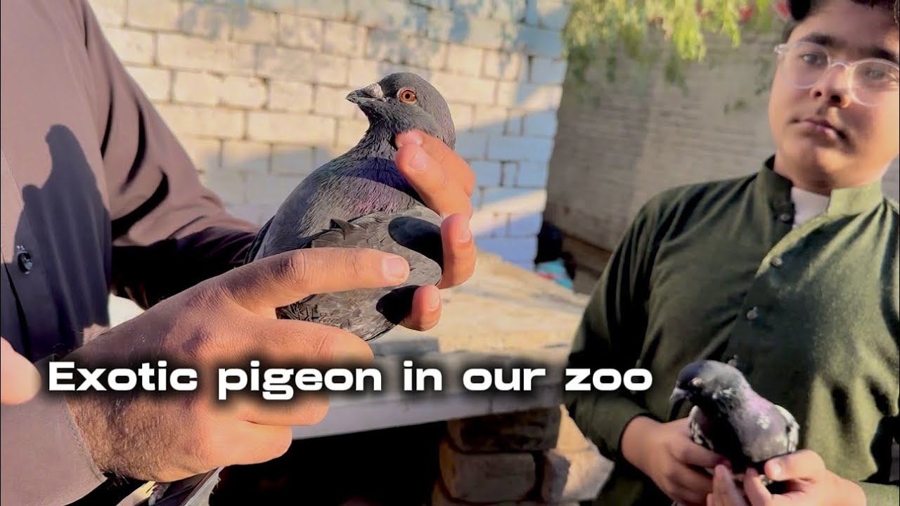 Pigeon ki special breed lyy li Aj 🥳😍