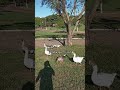 escuta com atenção #shortsfeed #mensagem #viraliza #youtubeshorts #reflexao #mensagembíblica #feed
