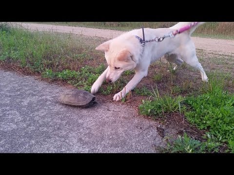 【癒しの動画:紀州犬と未知(亀)との遭遇】Dog vs turtle！散歩中に初めて亀と遭遇した時の犬の反応が可愛くて面白い動画。Chippuチップ（オス：紀州犬雑種）犬vs亀双方びっくりでほっこり