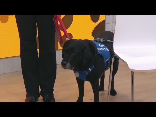 Guiding Eyes For The Blind Trains Dogs To Aid People With Vision Loss