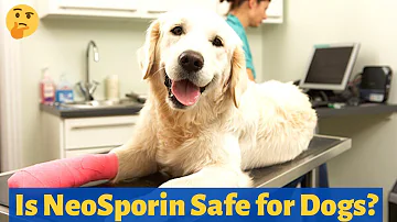¿Puedo poner Neosporin en la incisión de un perro?