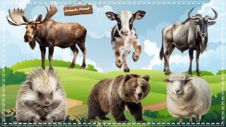 A Fun and Adorable Animal Video: Gnu, Cow, Mose, Porcupine, Bear, Sheep