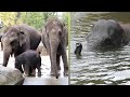 Elephants swimming and playing