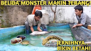A YEAR NOT DRAINED! THE MONSTER RESIDENT OF THE UJUNG POND IS GETTING FATTER