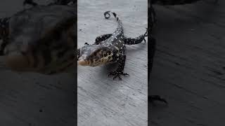 penjaga rumah ku yang unyu #short #biawak#