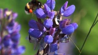 Miniatura de vídeo de "Edvard Grieg - "The last spring""