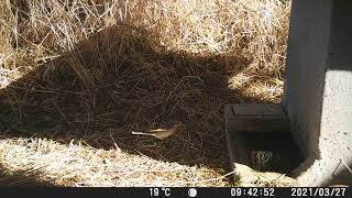 ¡ALCAUDON! común en un bebedero de ¡CAZA! /// WOODCHAT in a drinker of HUNTING! #fototrampeo