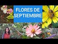 Flores de otoño🍁Flores de Septiembre.