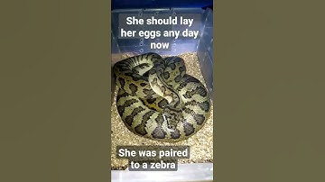 eggs coming soon red jag carpet python