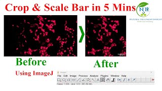 How to Crop an Image and Add a Scale Bar Using ImageJ Software (Step-by-Step Guide)
