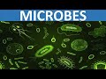 WHAT ARE MICROBES? - VIRUS, BACTERIA, FUNGUS, PROTOZOA || SCIENCE EDUCATIONAL VIDEO FOR KIDS