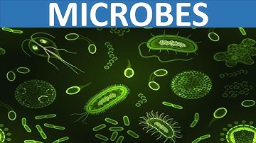 WHAT ARE MICROBES? - VIRUS, BACTERIA, FUNGUS, PROTOZOA || SCIENCE EDUCATIONAL VIDEO FOR KIDS