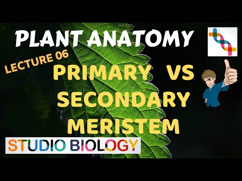 Plant Anatomy 06 - Primary vs Secondary meristem