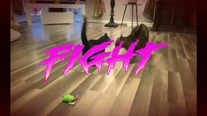 Watch the video about The Fight - Munchkin Bengal